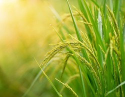 Picture for category Reissüße