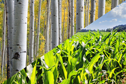 Picture for category Xylitol