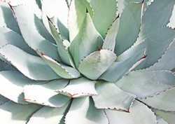 Picture for category Agave