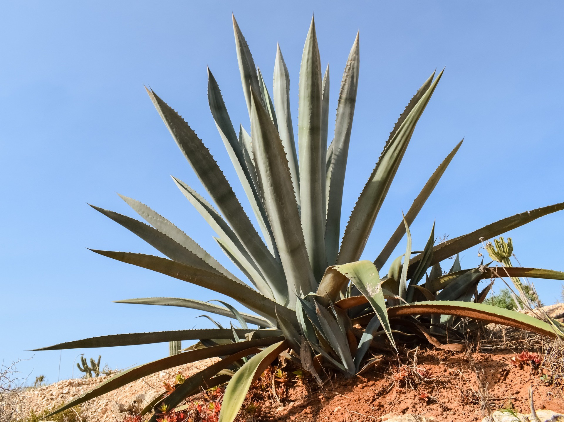 Bild für Kategorie Aloe Vera